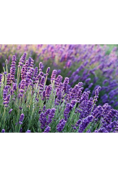 Лаванда колосиста Платінум Ніко темно-фіолетові квіти